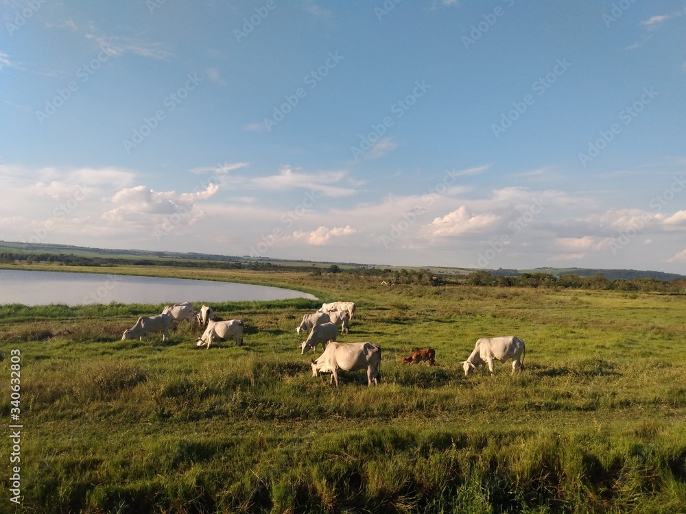Obraz premium landscape