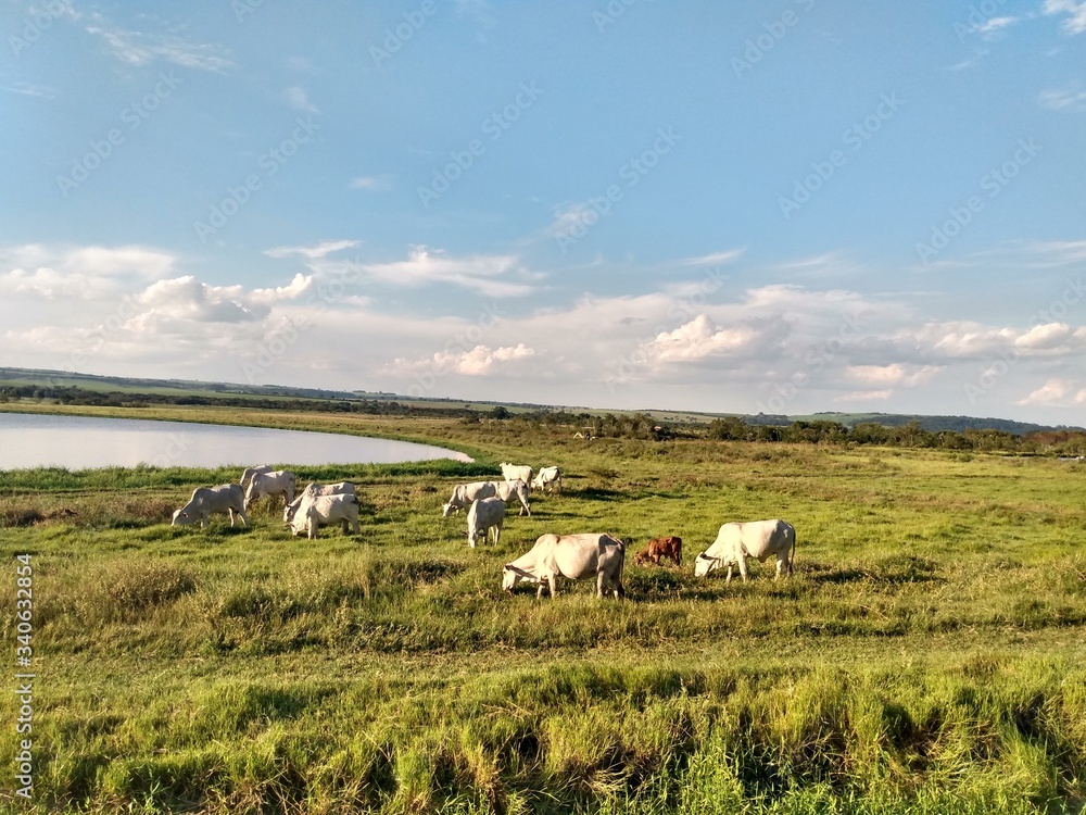 Fototapeta premium landscape