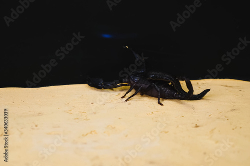Konstfotografi Scorpion with a leech in terrarium. Black scorpion is a poisonou