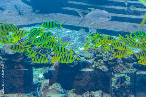 A variety of fishesin a huge aquarium in Hotel Atlantis on Hainan, Sanya, China.