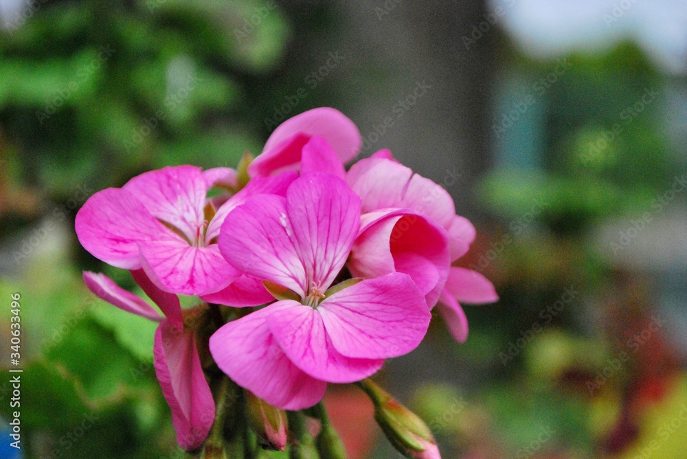 ピンクの花 ピンクの花