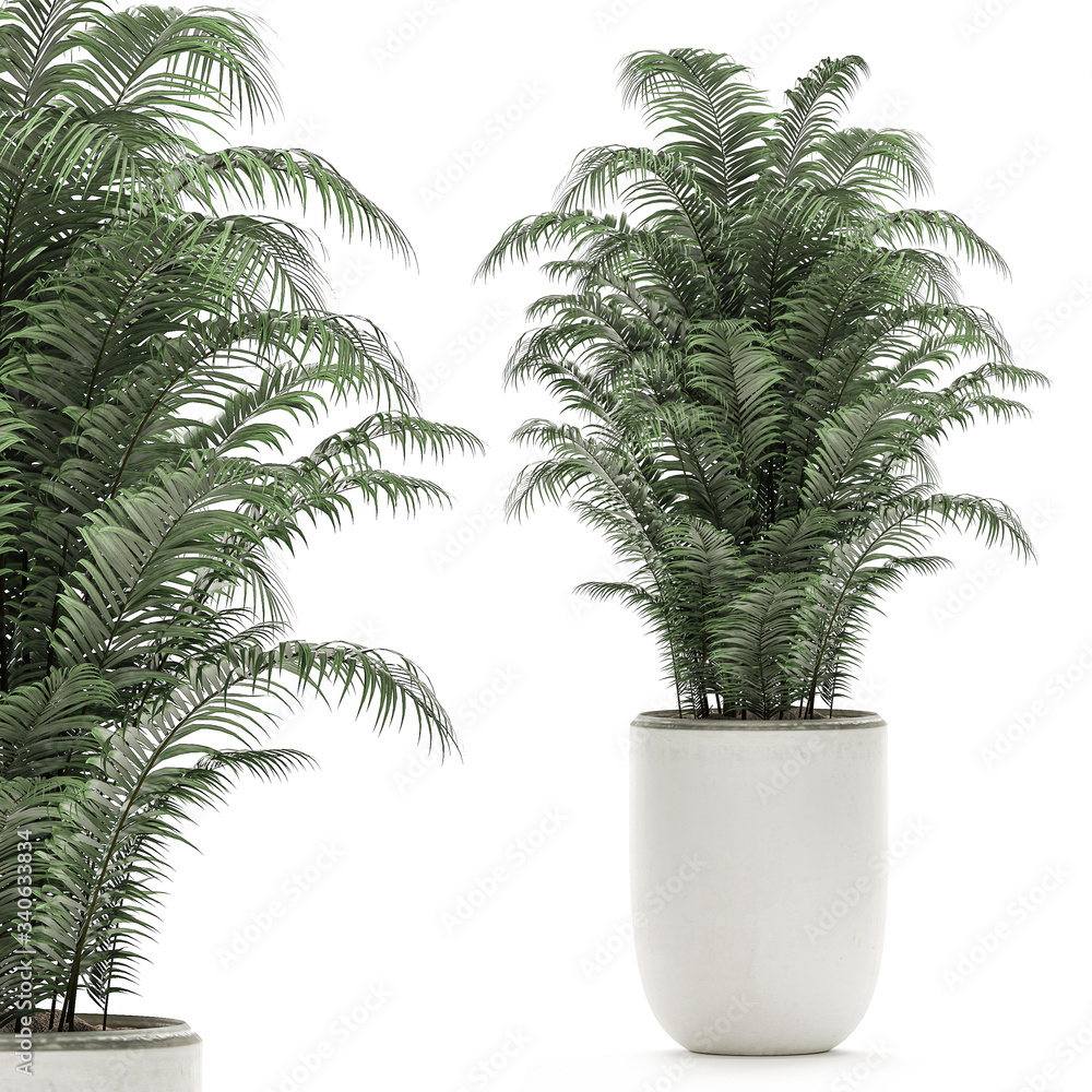 palm trees in a white pot isolated on white background palm trees in a white pot isolated on white background