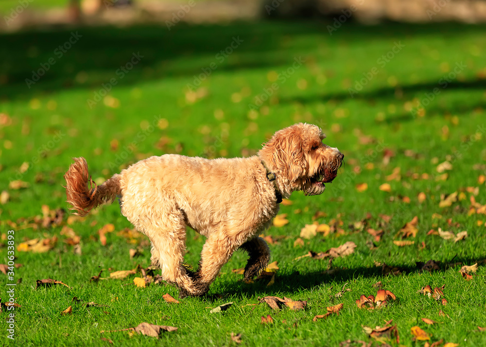 Funny little red terrier plays in the autumn park with a tennis ball. Selective focus