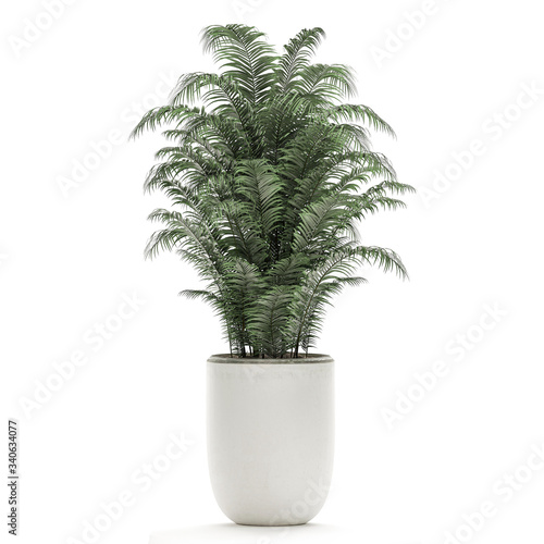  palm trees in a white pot isolated on white background