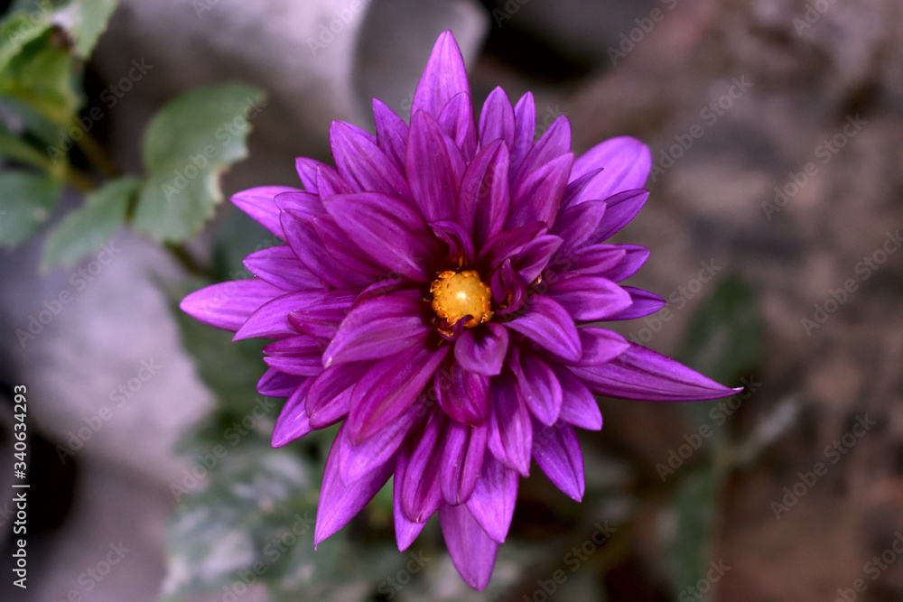 Obraz premium Purple flower