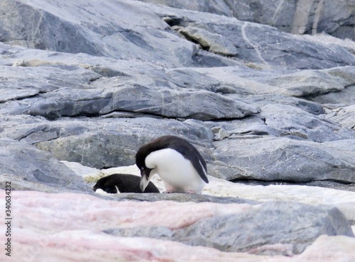 Penguin cleaning its wing in Antarctica on stones and red snow at Stonington Islands