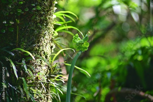 A branch of fern stands beside the tree that lemmaphyllum microphyllum climbing on it. photo