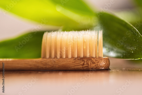 Bamboo plant and eco-friendly toothbrush