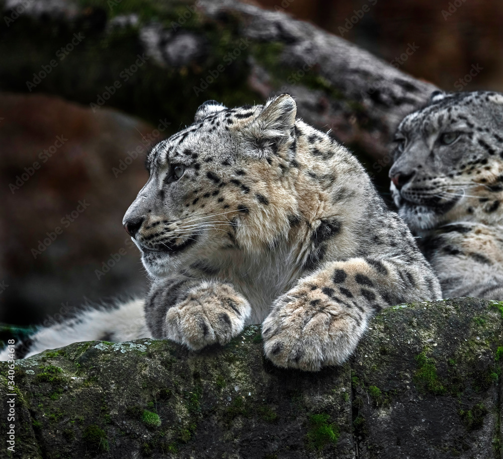 Snow leopard on the rock. Latin name - Uncia uncia
Snow leopard on the rock. Latin name - Uncia uncia