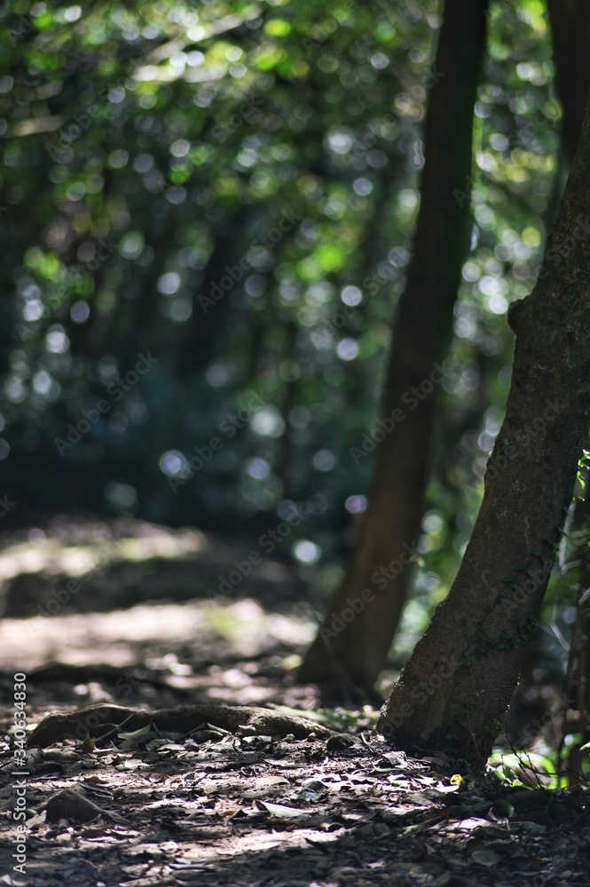 The sun shines on the fallen leaves on the forest trail. The sun shines on the fallen leaves on the forest trail.