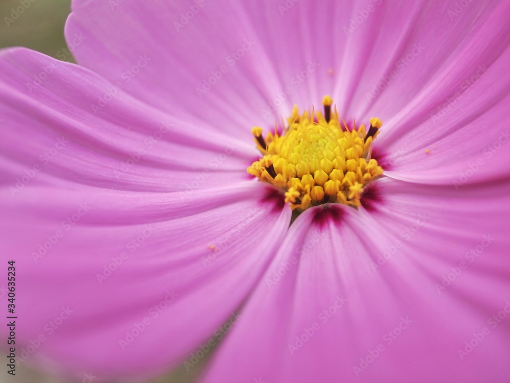 Closed-up cosmos bipinnatus, commonly called the garden cosmos or Mexican aster. Closed-up cosmos bipinnatus, commonly called the garden cosmos or Mexican aster.