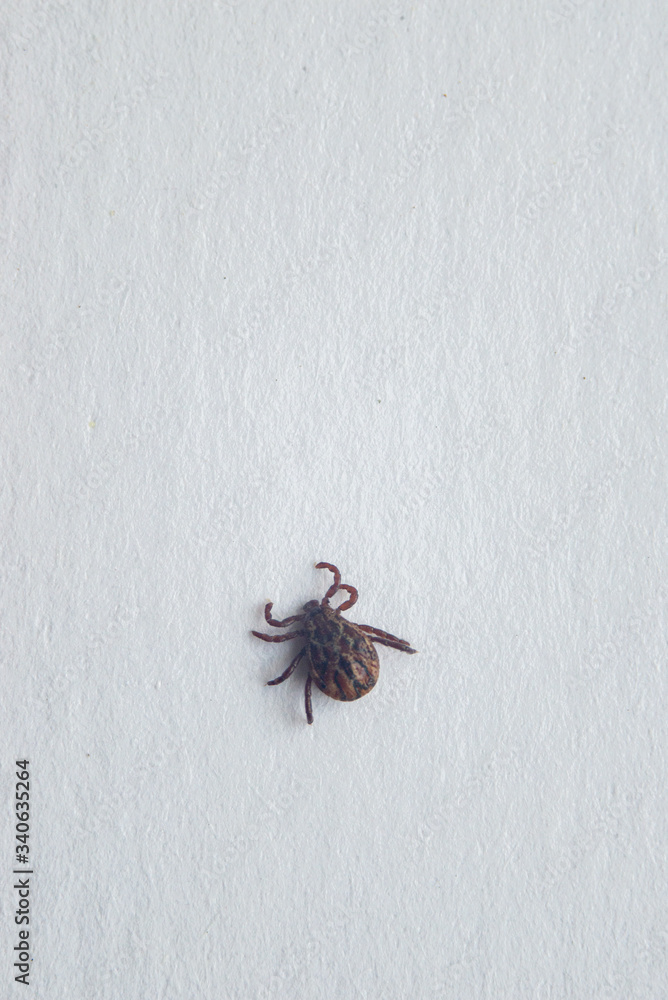 Close-up of big deer tick on white. Dangerous infectious parasite.Carrier of encephalitis and borreliosis infections. Close-up of big deer tick on white. Dangerous infectious parasite.Carrier of encephalitis and borreliosis infections.