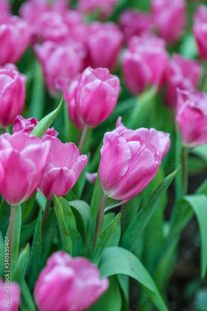 Beautiful tulip flowers with blured background in the garden. Pink tulip flowers.