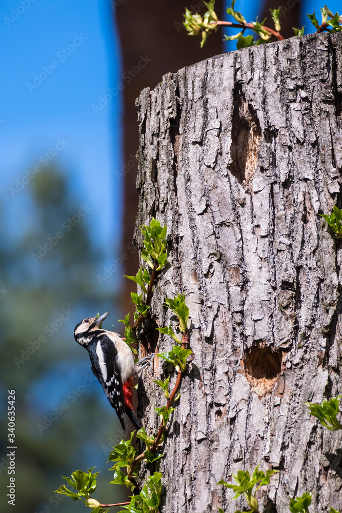 Selective focus photo. Great spotted woodpecker, Dendrocopos major on tree trunk. Spring season. Selective focus photo. Great spotted woodpecker, Dendrocopos major on tree trunk. Spring season.