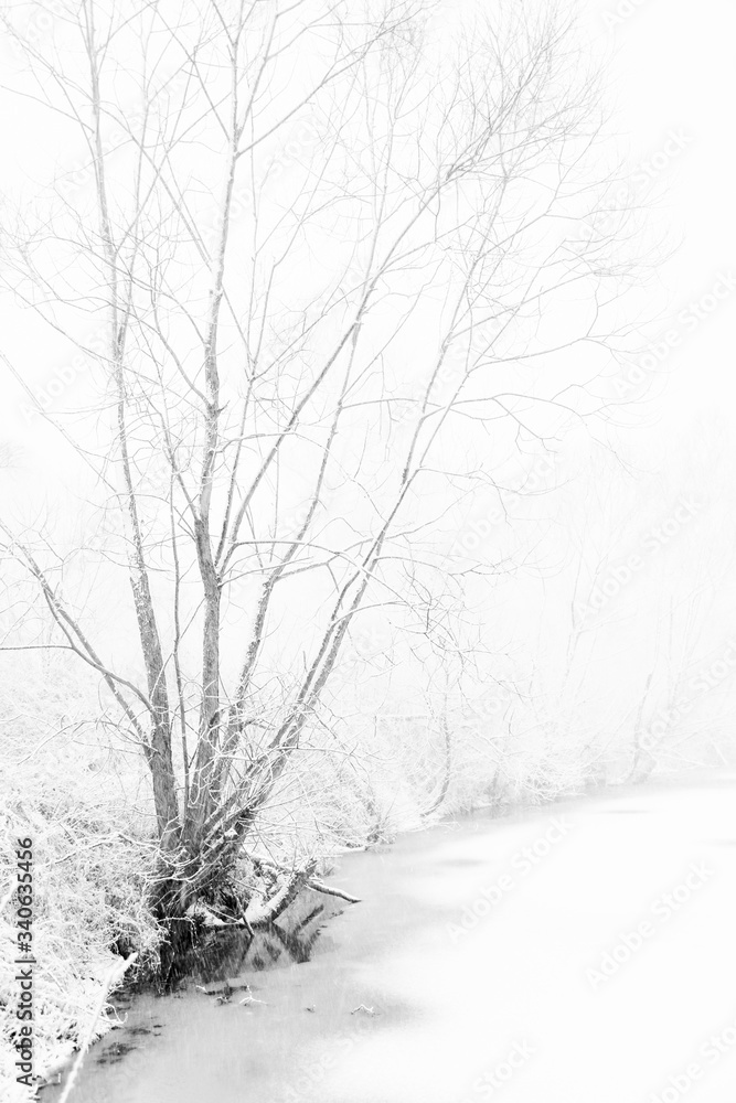 drzewa nad zamarzniętym stawem, śnieżyca b&w