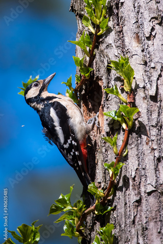 Selective focus photo. Great spotted woodpecker, Dendrocopos major on tree trunk. Spring season. photo