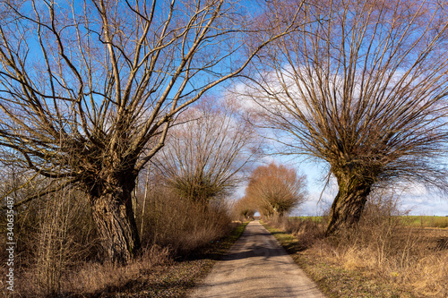Fototapeta Naklejka Na Ścianę i Meble -  Narwiański Park Narodowy. Rzeka Narew. Szosa Kruszewska, Waniewo, Kurowo, Podlasie, Polska