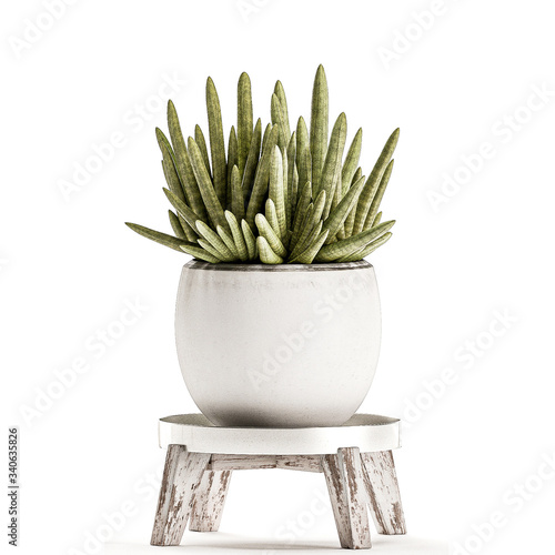  Sansevieria cylindrica in pots isolated on white background