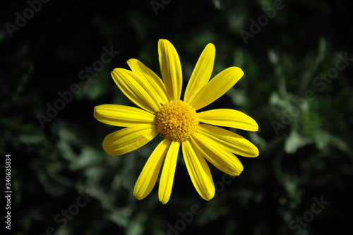 Big yellow daisy: Euryops. Single flower in the sun.
