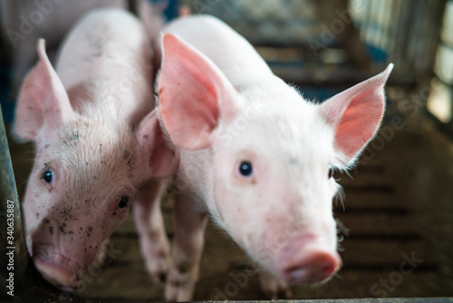 Group of newborn piglet in pig farm