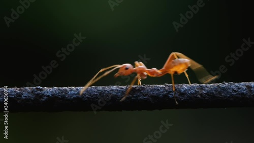 Close up one ant walking on wire against dark green background.
