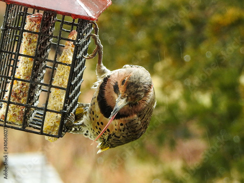 Bird on a feeder