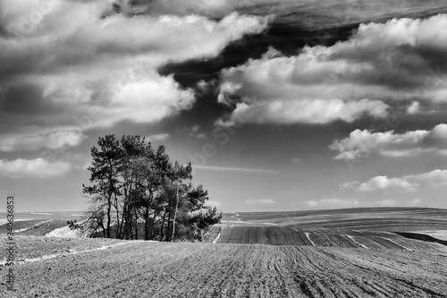 Obraz na płótnie grupa drzew na polach, obłoki na niebie b&w w salonie