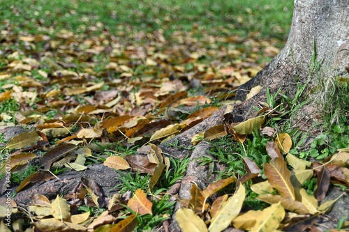 By the roots of the tree, fallen leaves fall on the green grass.