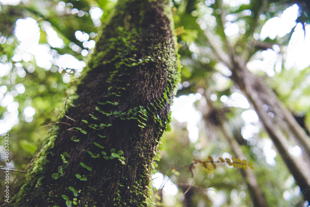 Fototapeta premium Heaphy Track, Great Walk, Karamea, Kahurangi National Park, New Zealand 