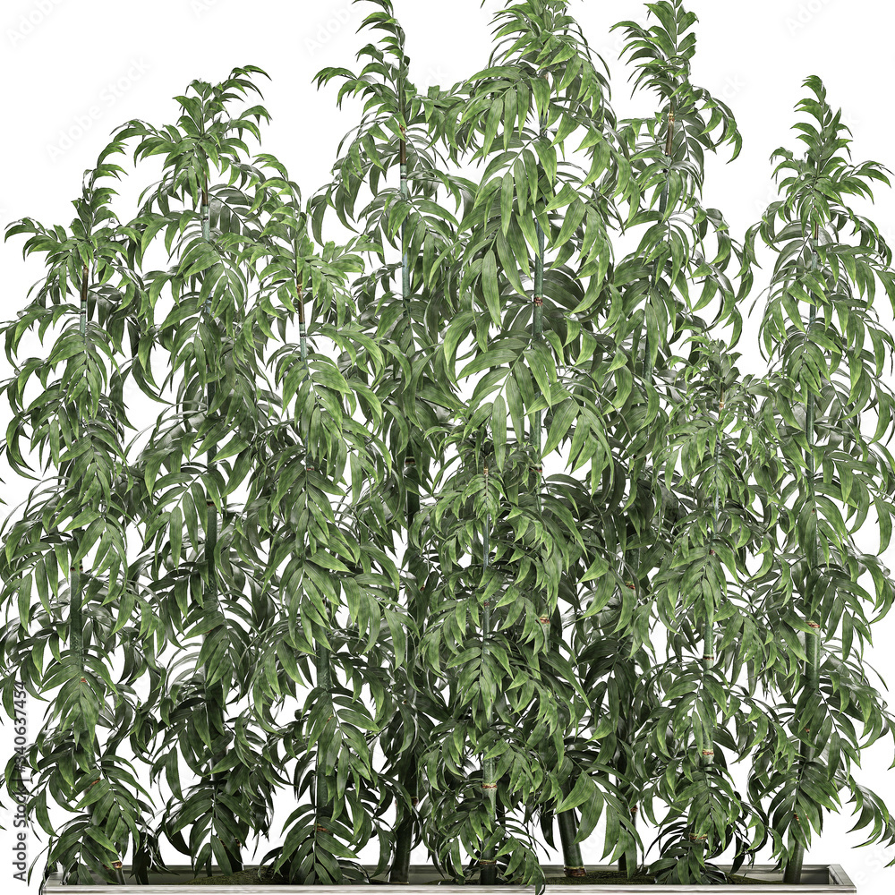 Bamboo bushes in a white pot isolated on white background Bamboo bushes in a white pot isolated on white background