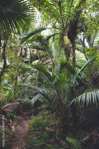 Heaphy Track  Great Walk  Karamea  Kahurangi National Park  New Zealand 