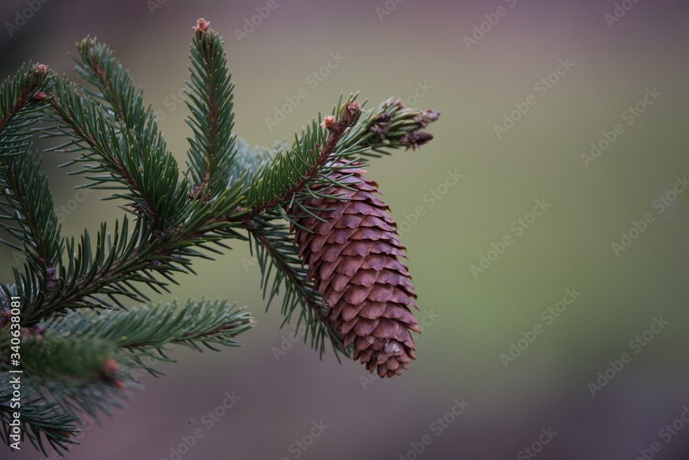 cone cone