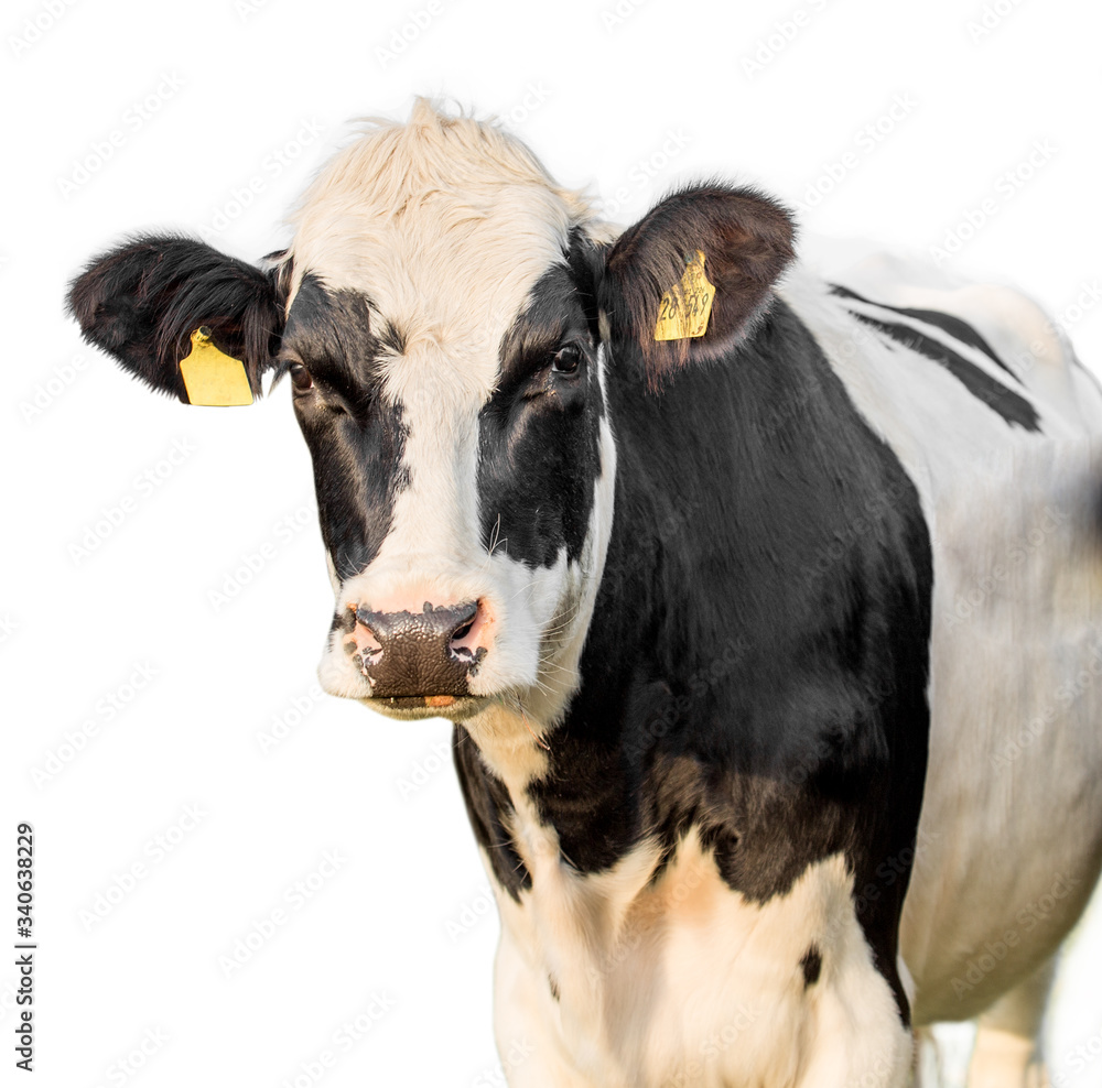 Cow On White