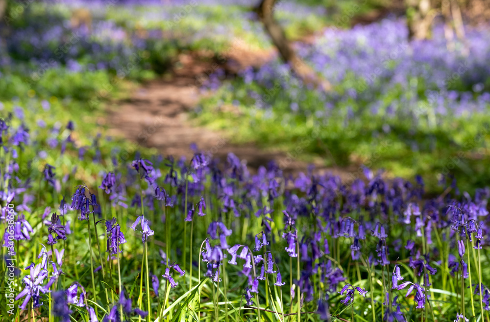 Wild bluebells beneath the trees, photographed at Pear Wood next to Stanmore Country Park in Stanmore, Middlesex, UK Wild bluebells beneath the trees, photographed at Pear Wood next to Stanmore Country Park in Stanmore, Middlesex, UK