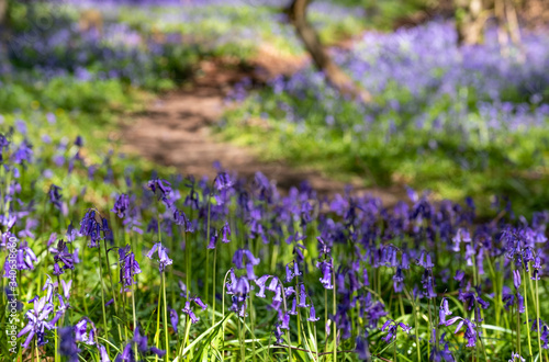 Wild bluebells beneath the trees, photographed at Pear Wood next to Stanmore Country Park in Stanmore, Middlesex, UK