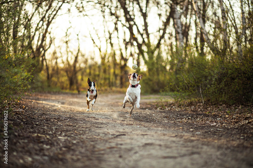 Jumping dog jack russell catching ball