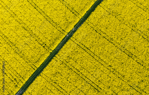 Aerial view of blooming Rapeseed field Nature Farmland