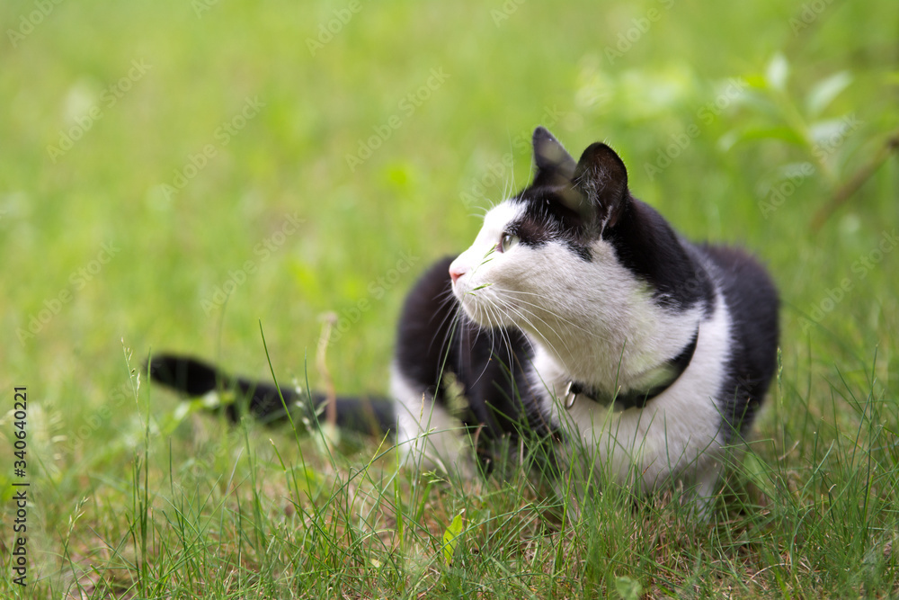 Black and white cat lying in the grass, looking left - copy space