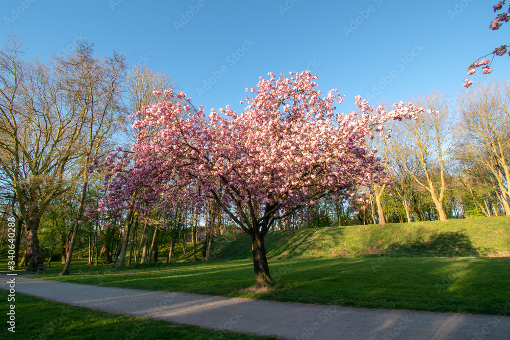 Blühender Kirschbaum in Emden