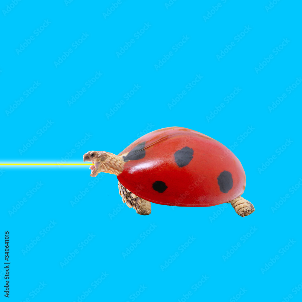 Fototapeta premium ladybug on a blue background