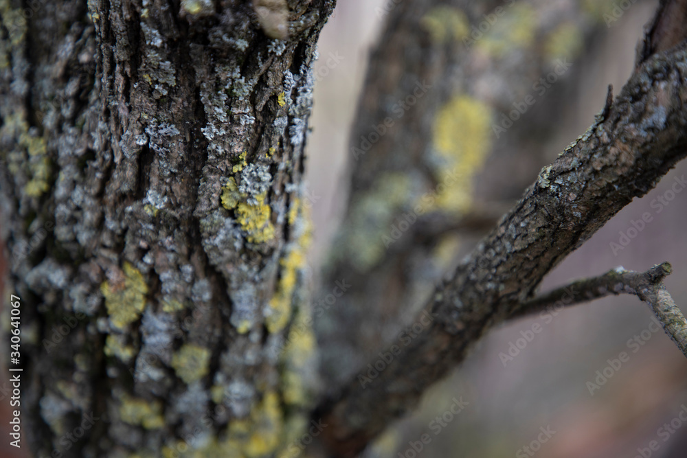 multi-colored lichen on an old tree multi-colored lichen on an old tree