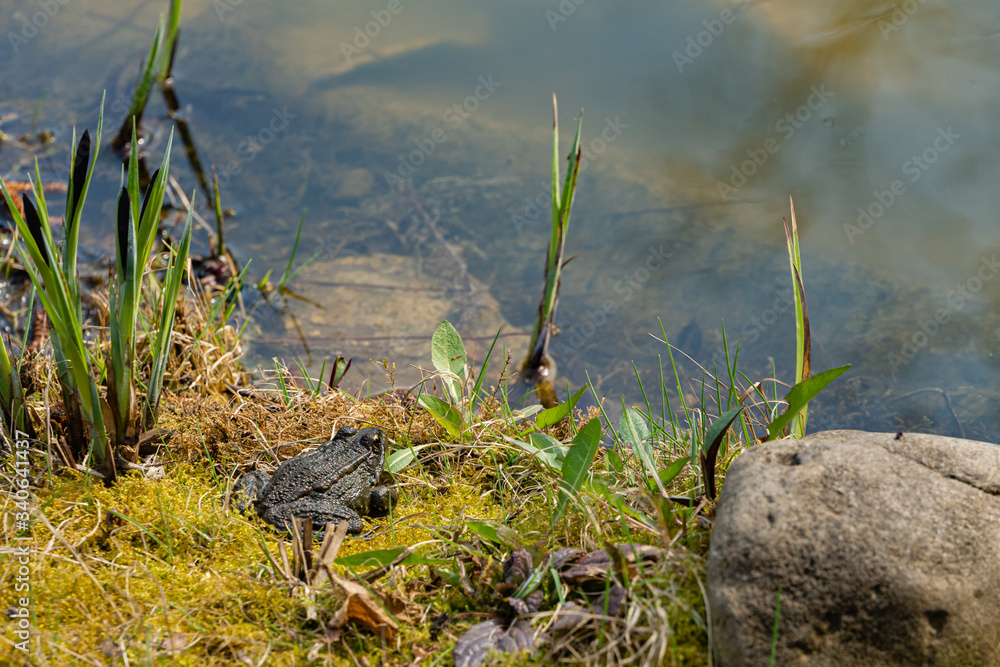 Obraz premium Rana ridibunda frog sits on shore of pond. Natural habitat. Close-up. On shore lies boulder. Aquatic plants are reflected in water. Spring landscape in landscaped garden. Nature concept for design.
