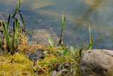 Rana ridibunda frog sits on shore of pond. Natural habitat. Close-up. On shore lies boulder. Aquatic plants are reflected in water. Spring landscape in landscaped garden. Nature concept for design.