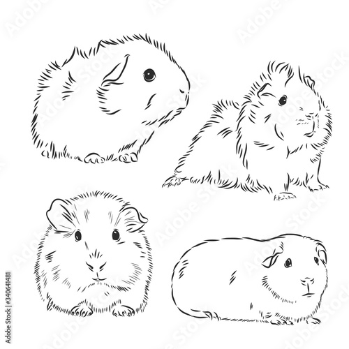 Guinea pig or Cavy inky hand drawn sketch vector illustration, Guinea pig vector sketch illustration