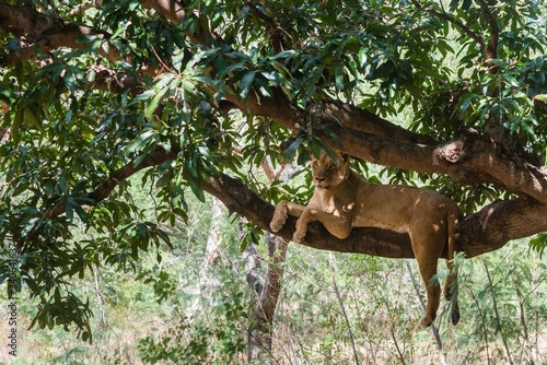 Obraz na plátne Lioness on a branch