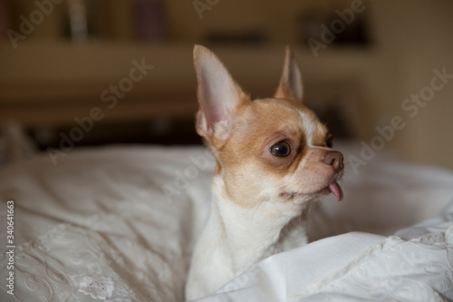 Chihuahua dog in the bedroom on the bed. The dog stuck out his tongue. The age of the dog is one year. 