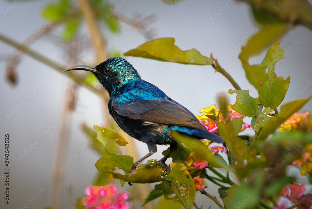 Fototapeta premium The purple Sunbird or Cinnyris asiaticus looking for food in Bharatpur Bird sanctuary
