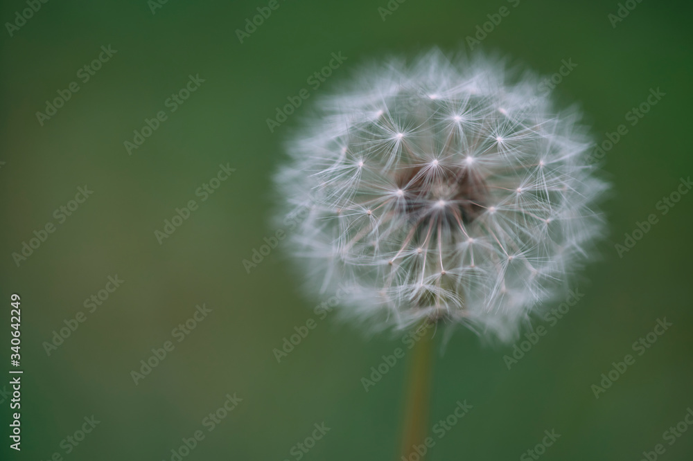 Fototapeta premium dente di leone
