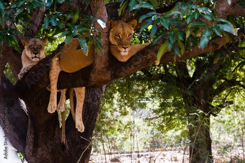 Fotótapéta Lioness on a branch