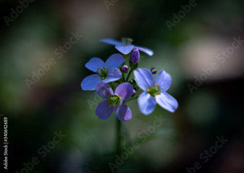 Spring blue and purple blossom macro nature early bloomers